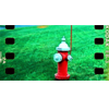 Holga Film