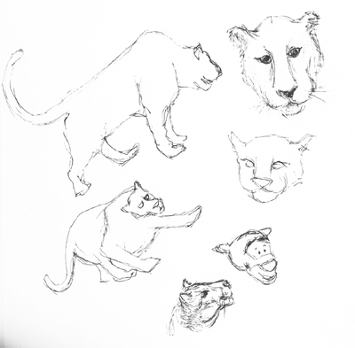 sketch